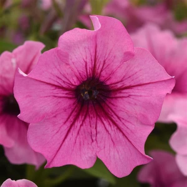 Petunia Cannonball Rose Vein