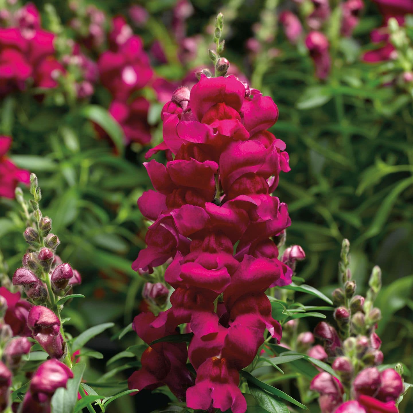 Snapdragon Snaptastic Magenta