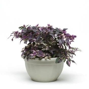 Pepper Purple Flash