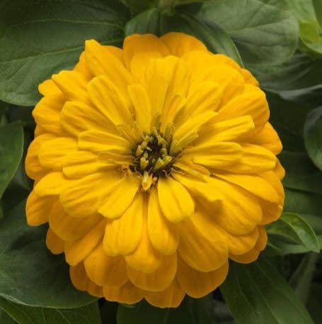 Zinnia Zesty Yellow