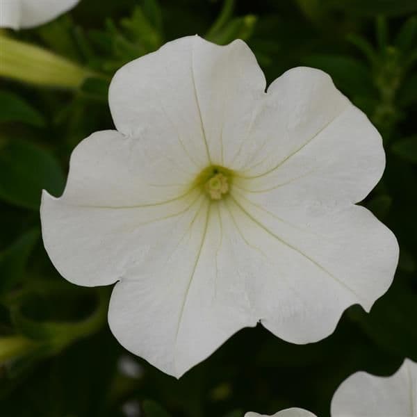 Petunia Starlet White