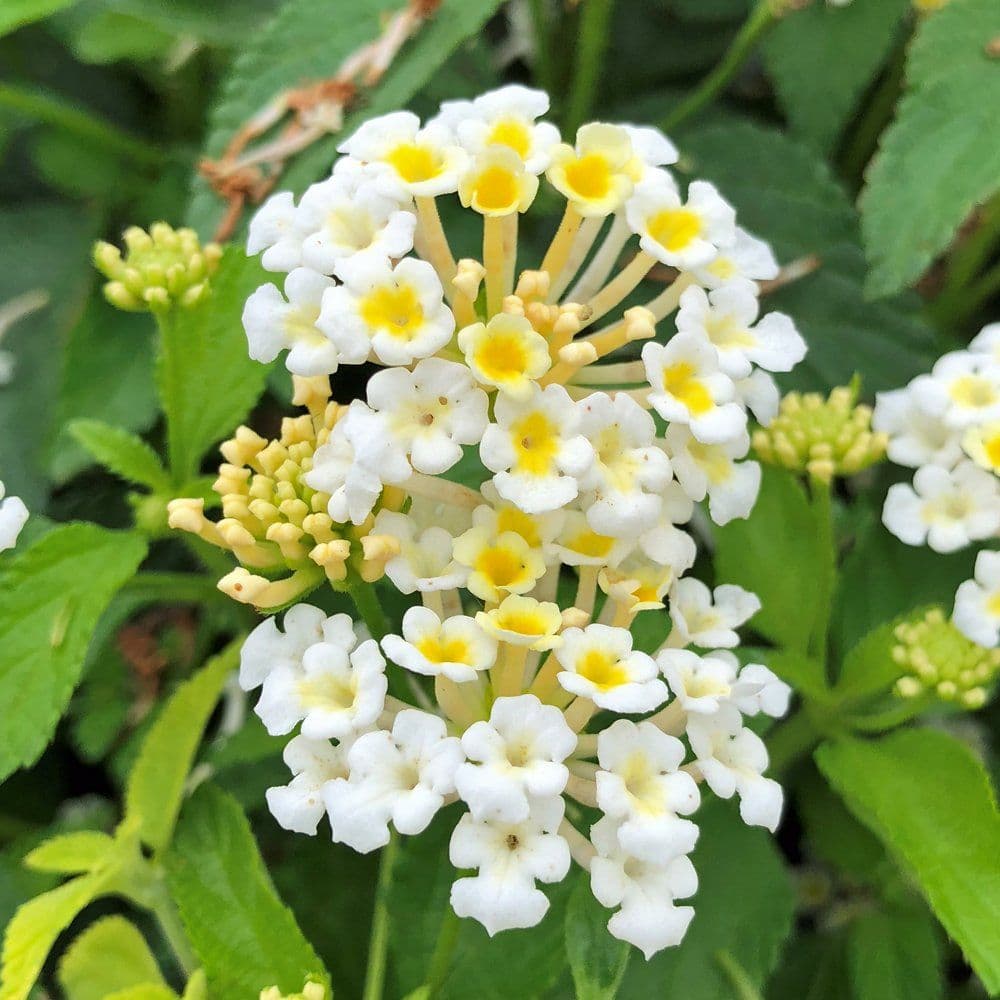 Lantana Bandana White