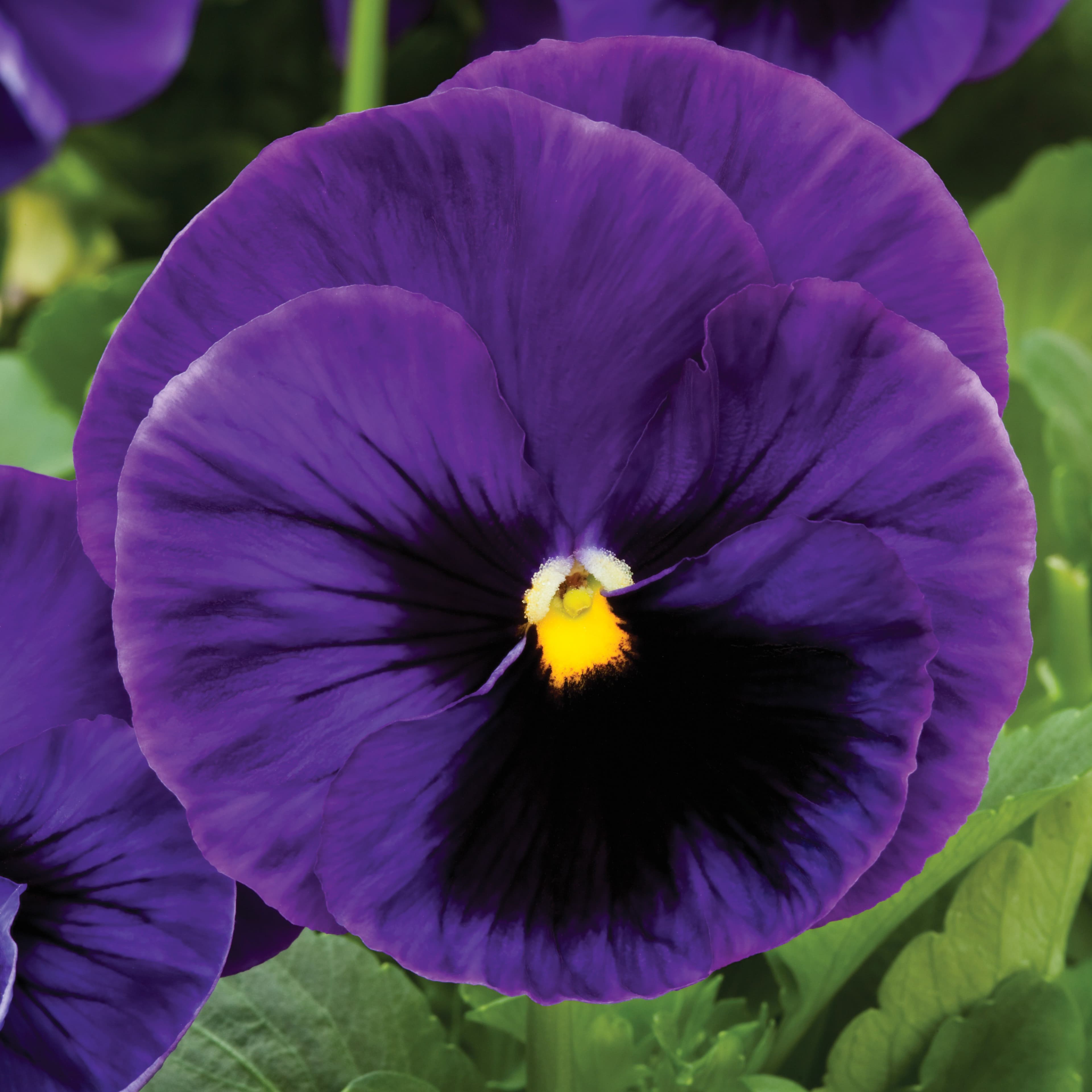 Pansy Colossus Deep Blue w/ Blotch