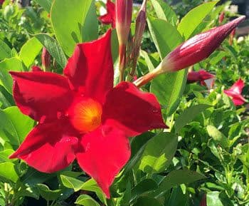 Mandevilla HB SunParasol Original Red