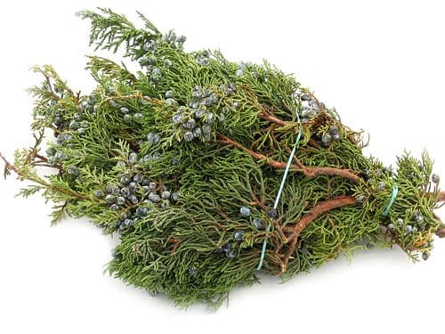 Juniper Blue Berried Case