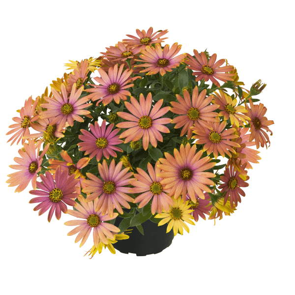 Osteospermum Summersmile Sunrise