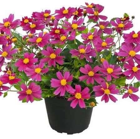 Bidens Pink Buzz