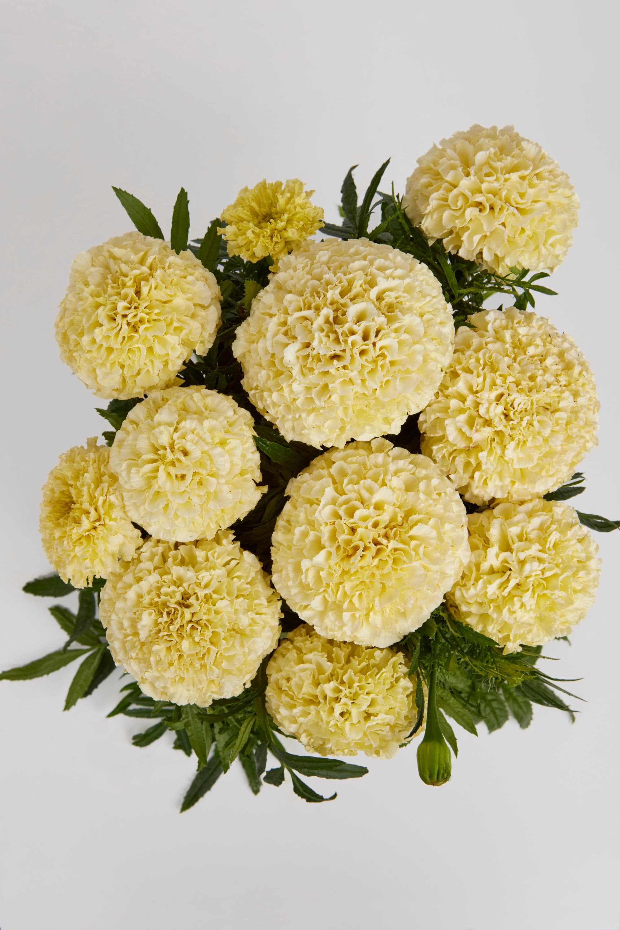 Marigold Lanna Lace