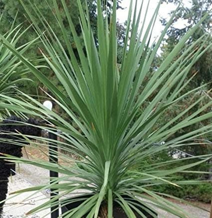 Dracaena Spike Indivisa