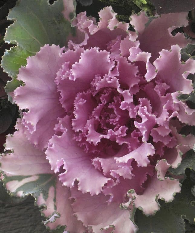 Kale Crane Ruffle Rose