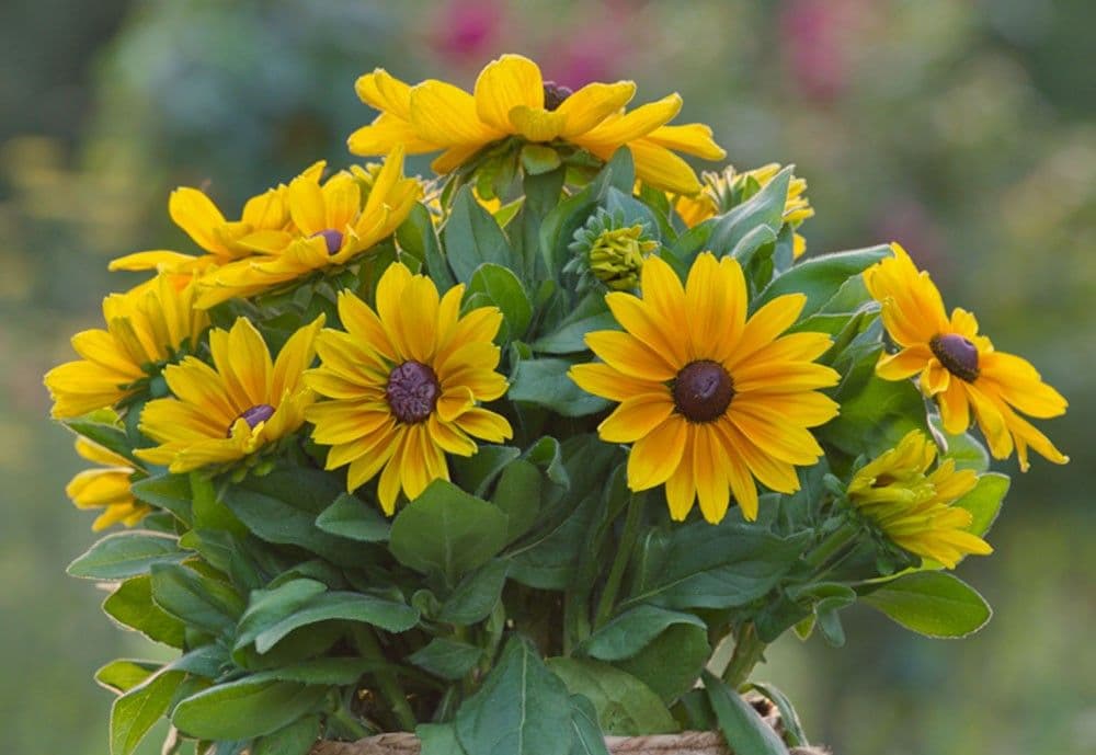 Rudbeckia Sunbeckia Maya