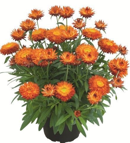 Bracteantha SunBrero Orange