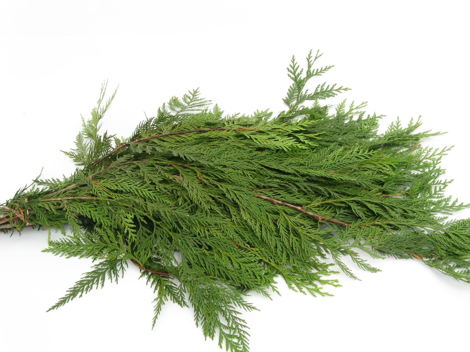 Cedar Red Western Bale