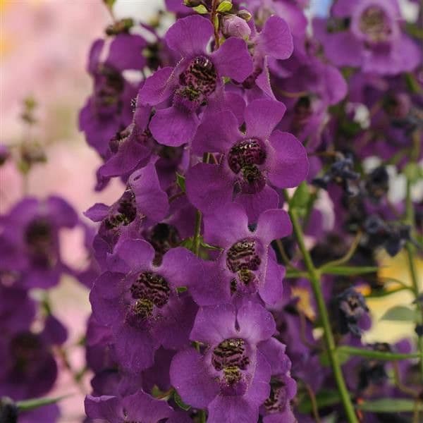 Angelonia Archangel Purple