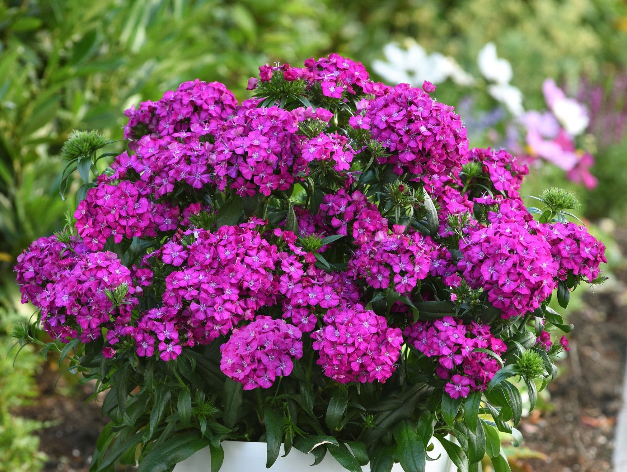 Dianthus Jolt Purple