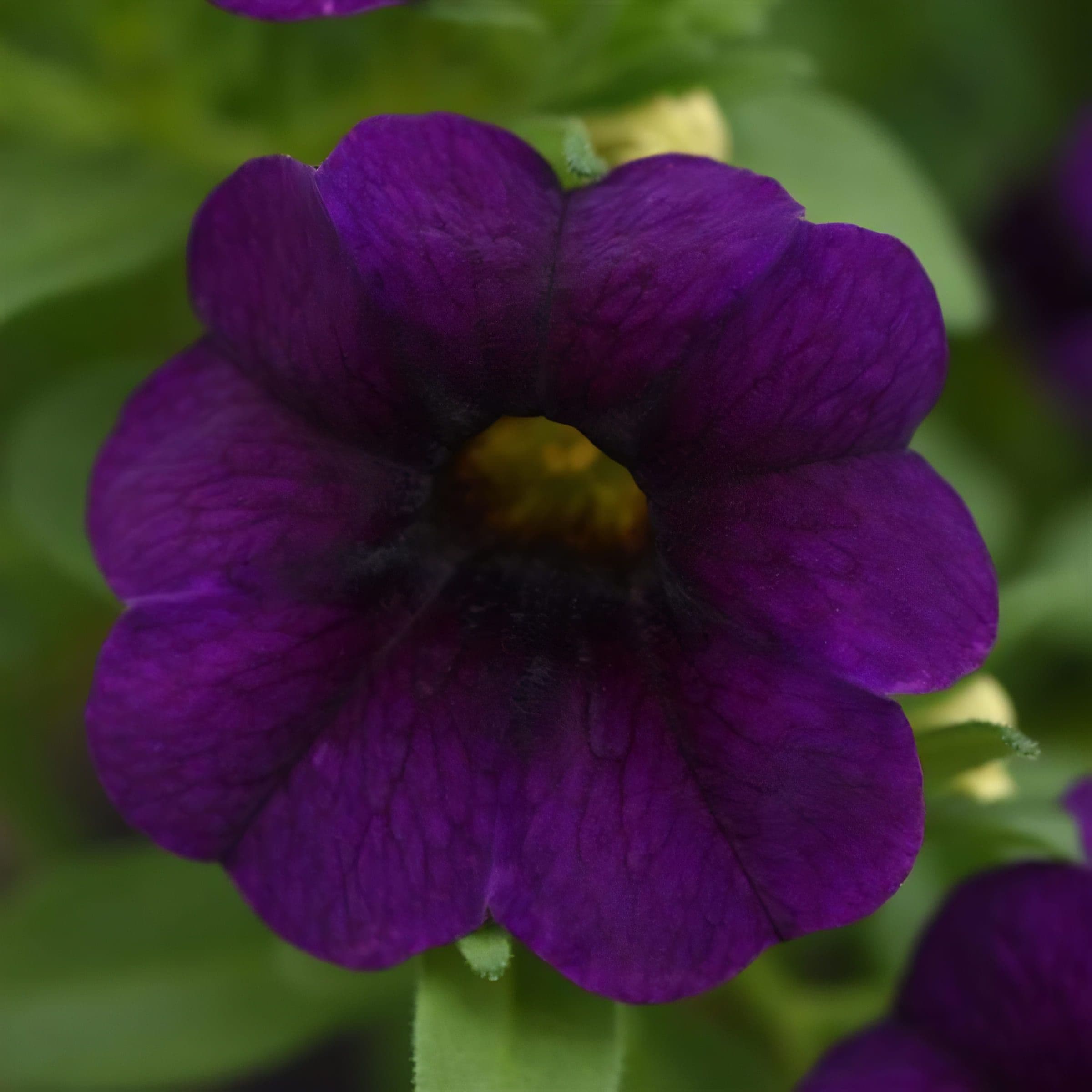 Calibrachoa MF Uno Blue