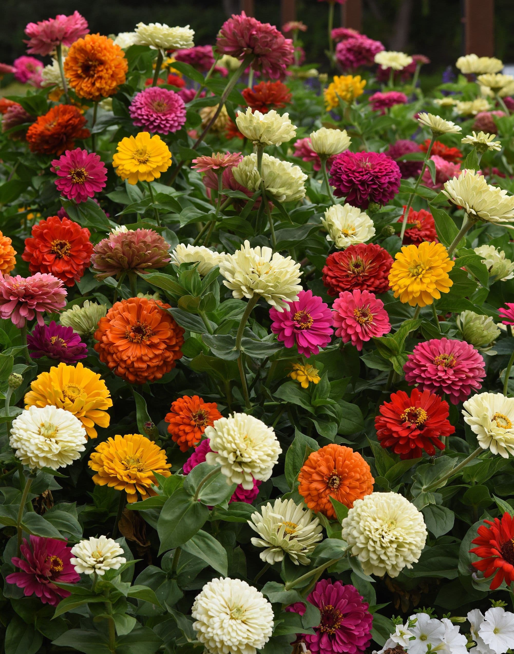 Zinnia State Fair Mix