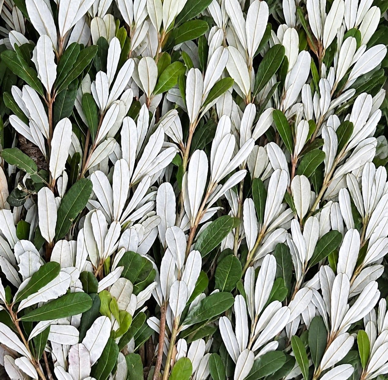 Integrifolia Bunch