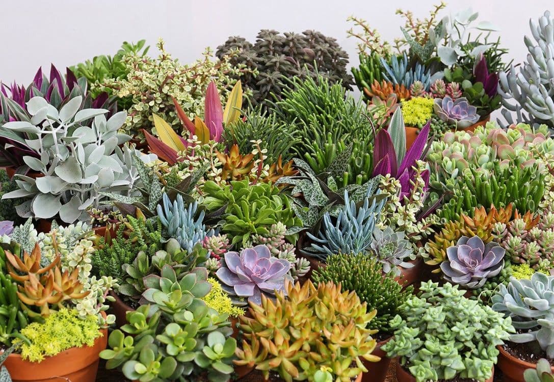 Succulents Assorted