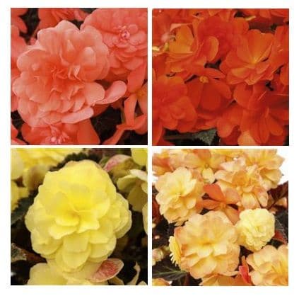Begonia iCandy Coral Pink