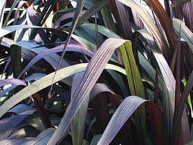 Pennisetum Vertigo