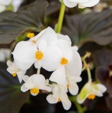 Begonia Big White w/ Dark Leaf