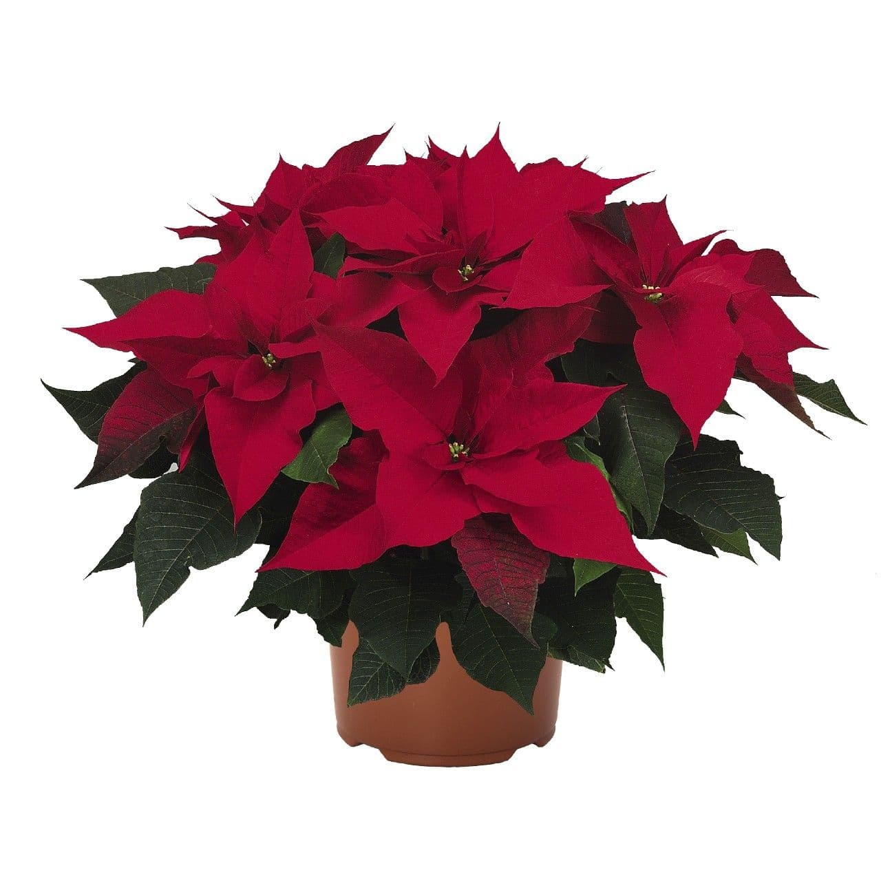 Poinsettia Noel Red