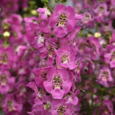 Angelonia Archangel Pink