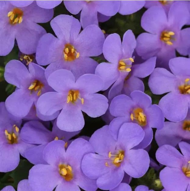 Bacopa Big Falls Blue