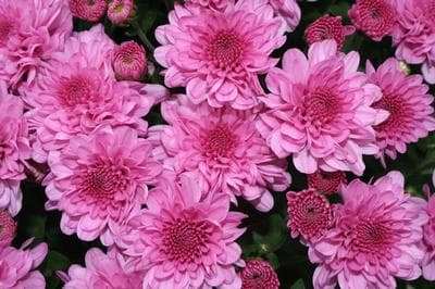 Mum Lavender/Pink