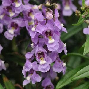 Angelonia Serenita Sky Blue
