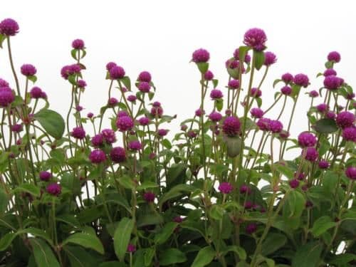 Gomphrena Gnome Purple