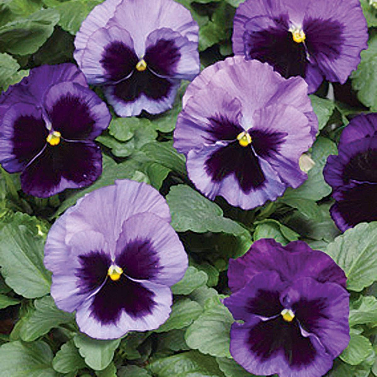 Pansy Colossus Ocean