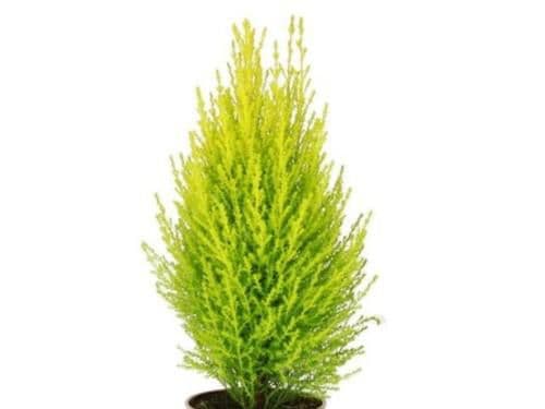 Cypress Lemon