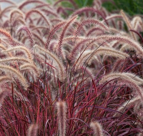 Pennisetum Purple Fountain Grass