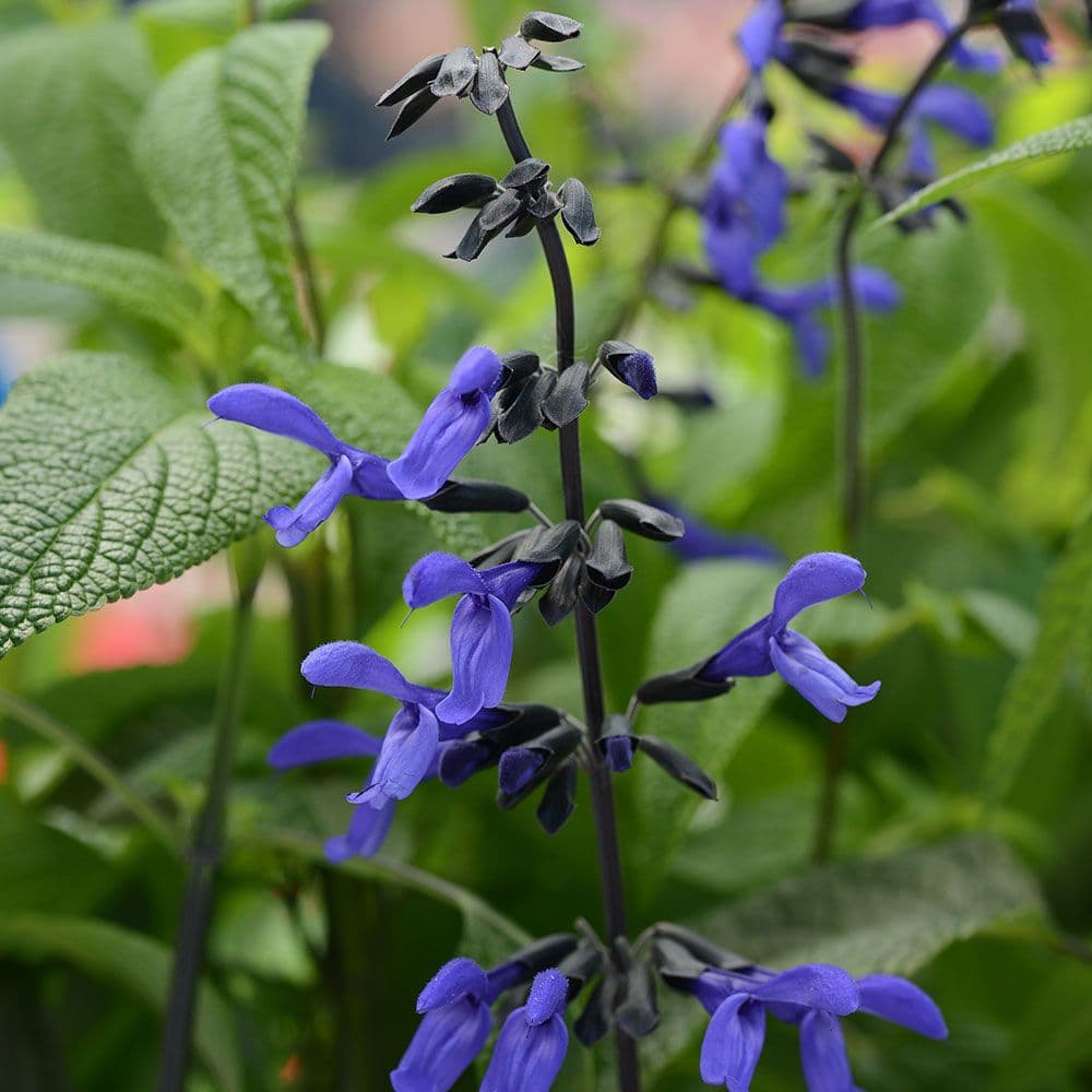 Salvia Black & Blue