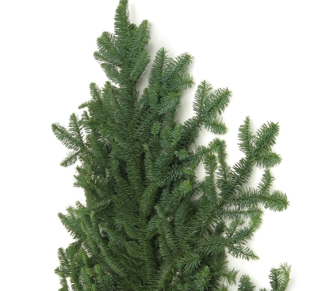 Noble Fir Bunch