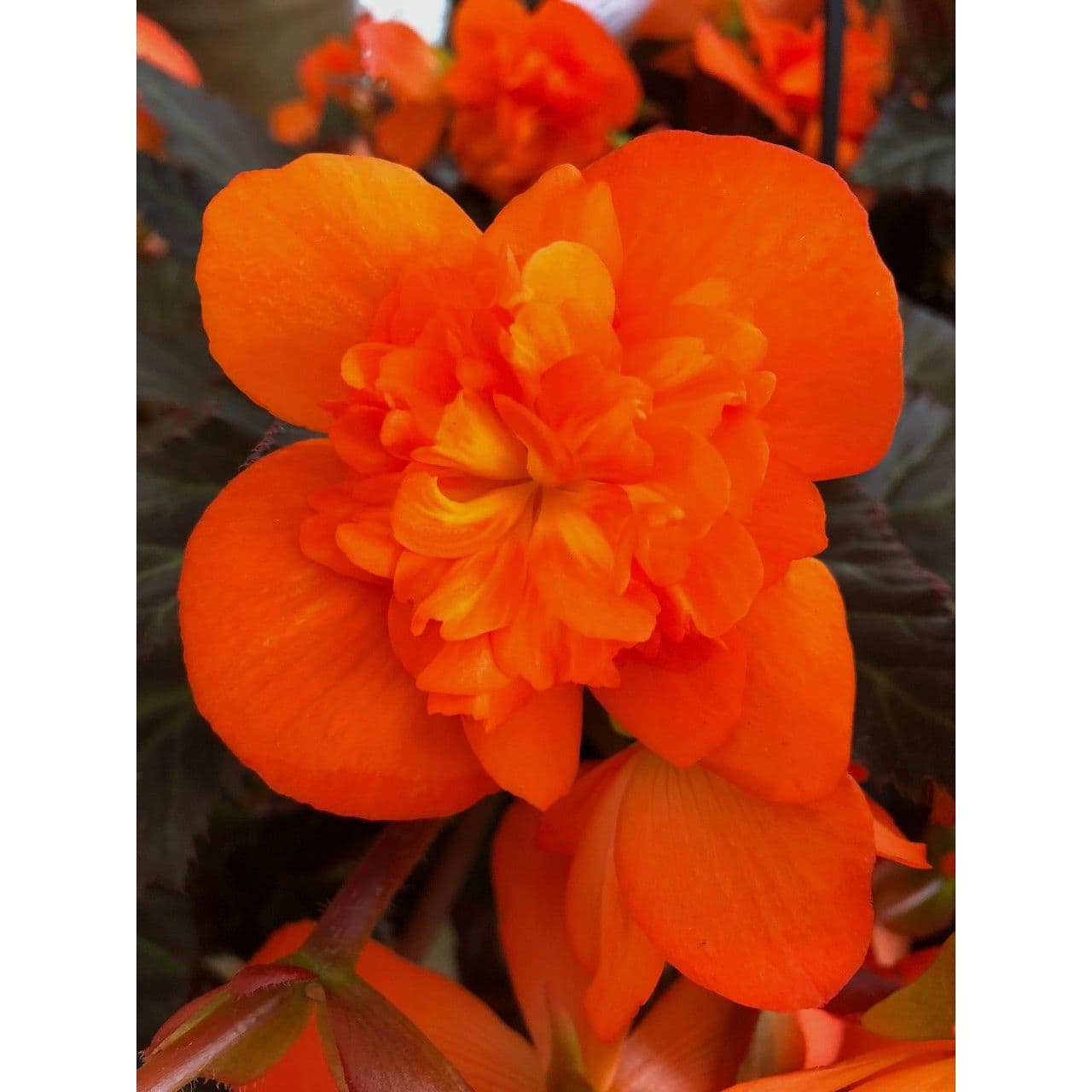 Begonia Iconia Portofino Hot Orange