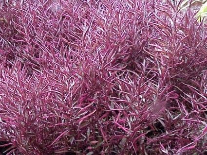 Alternanthera Red Threads