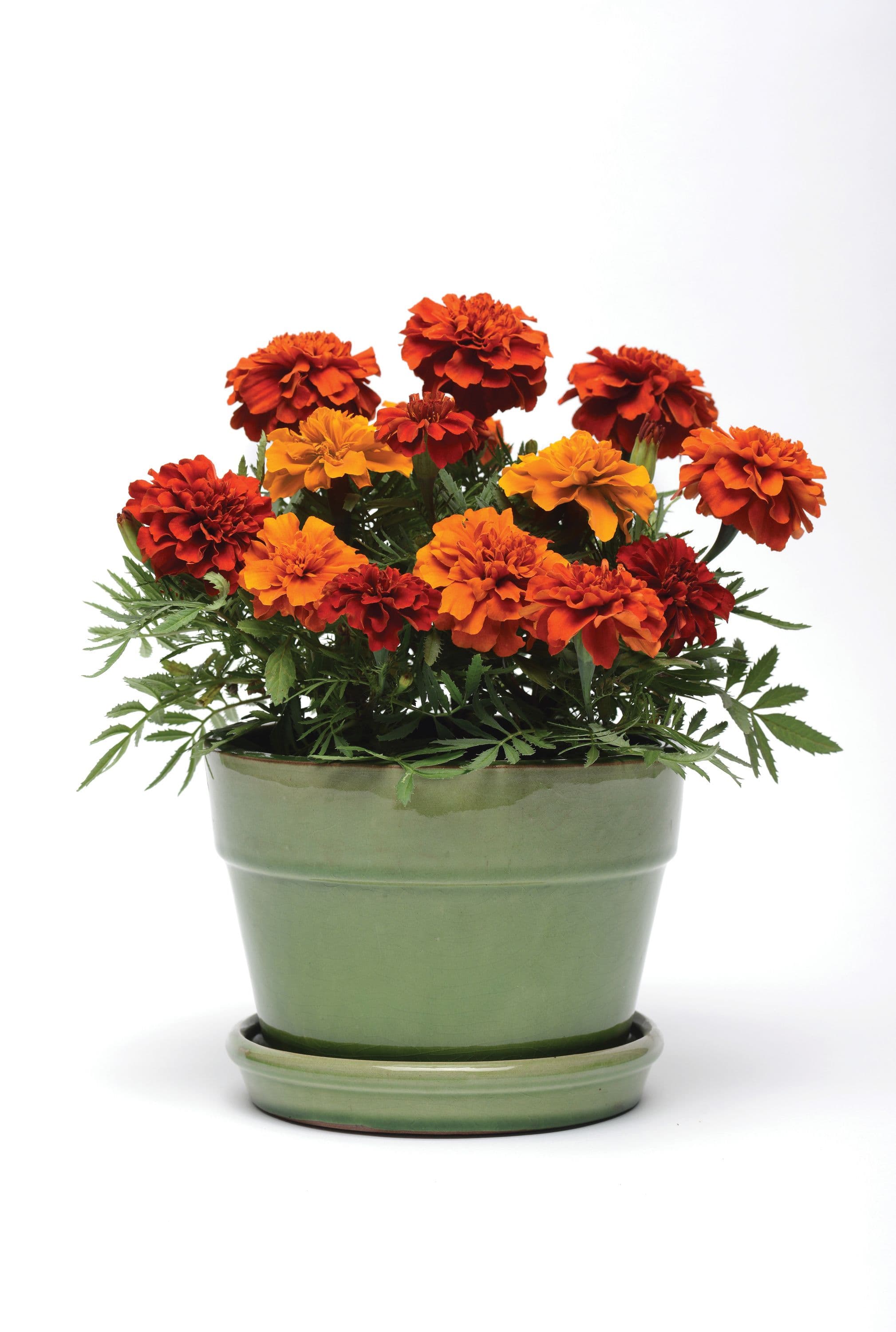 Marigold Fireball