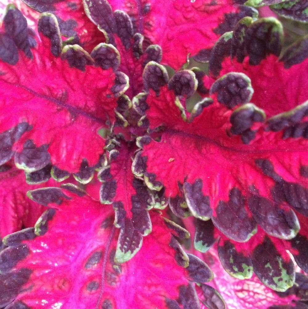 Coleus Under The Sea Pink Reef