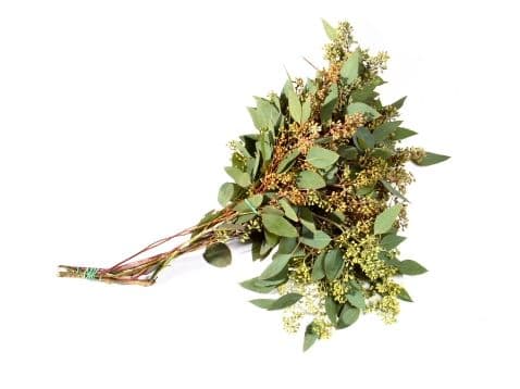 Eucalyptus Seeded Bunch