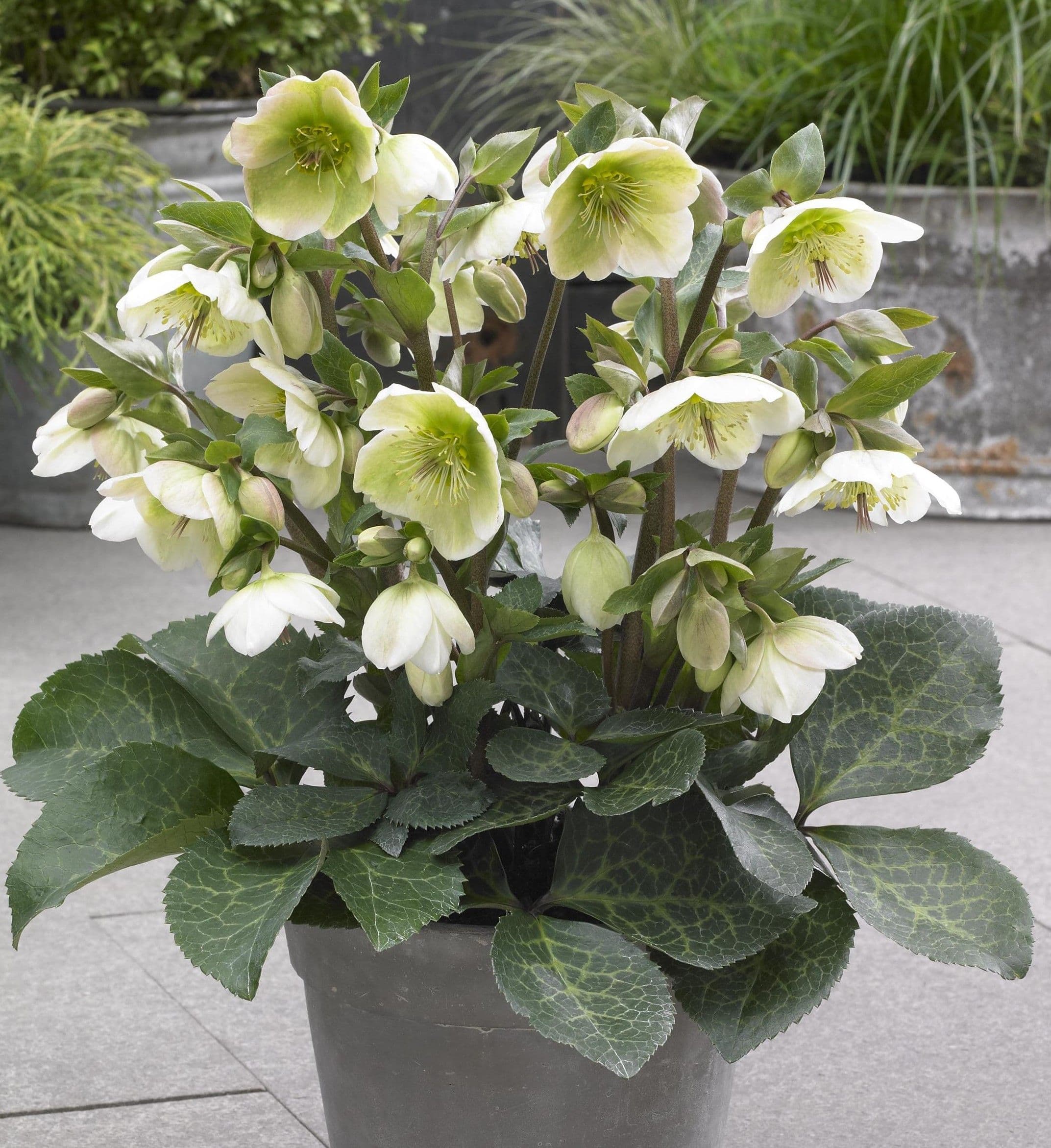 Hellebore Frostkiss White