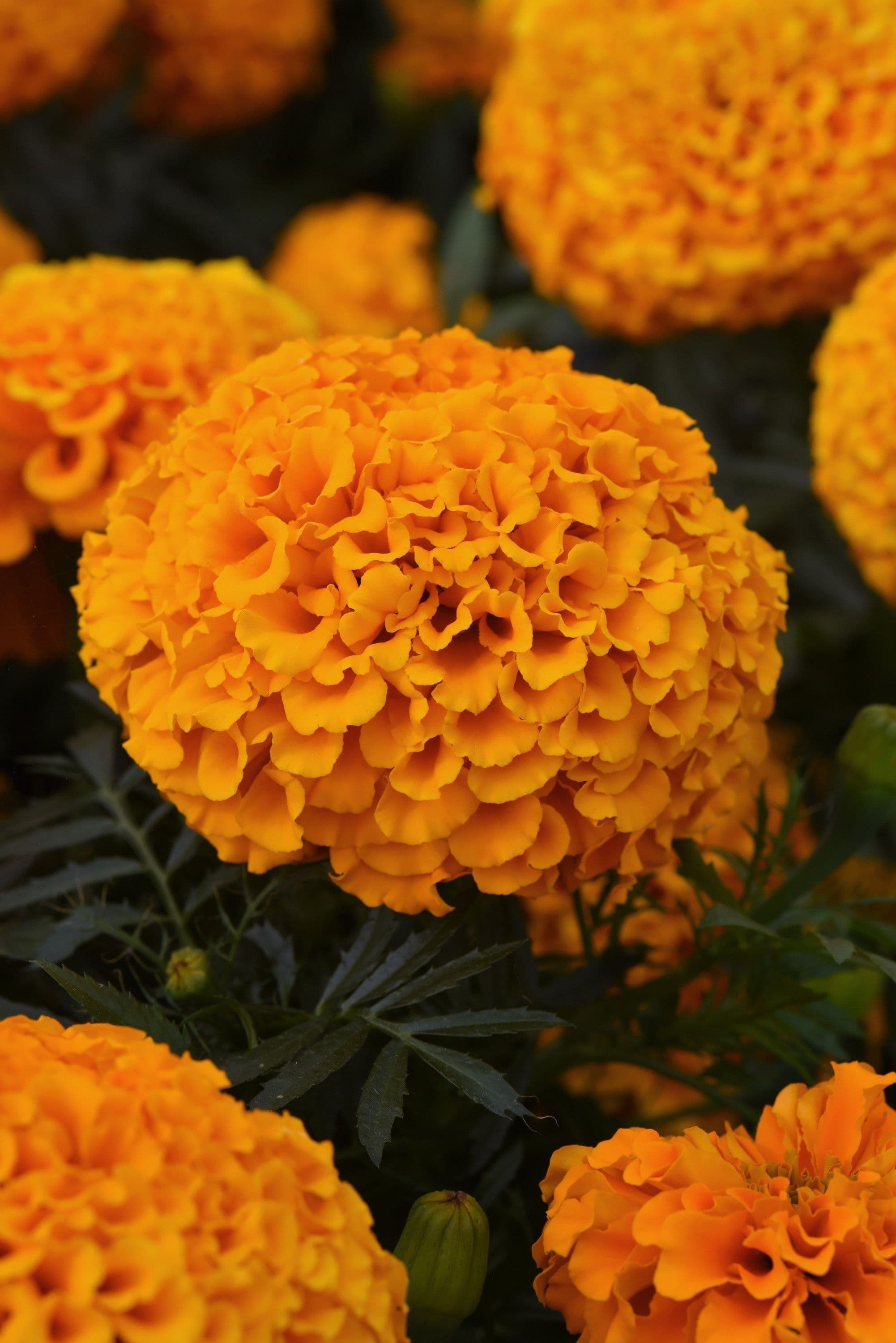 Marigold Marvel II Orange