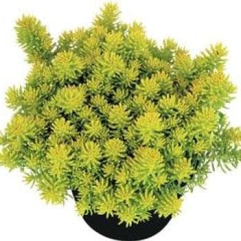 Sedum Lemon Ball