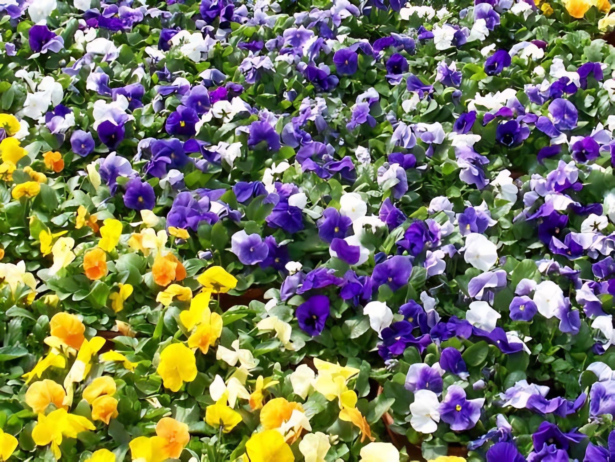 Pansy Bowl Assorted