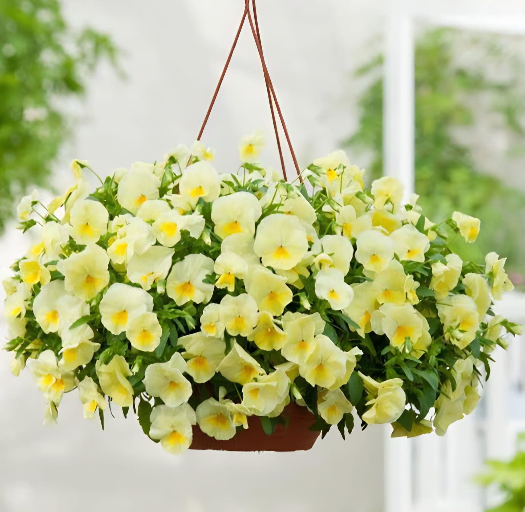 Pansy Cool Wave Lemon Improved