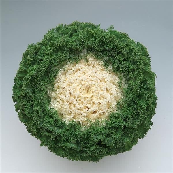 Kale Kamome Bright White