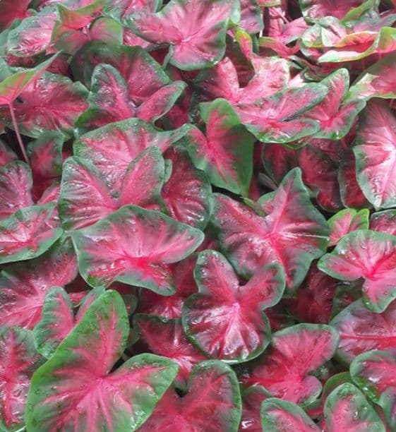 Caladium Red Alert