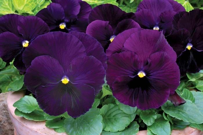 Pansy Spring Matrix Purple